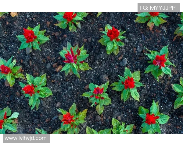 专访刘芳：探寻网球界的成功秘诀与奋斗历程